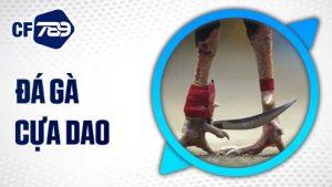 Đá gà cựa dao CF789