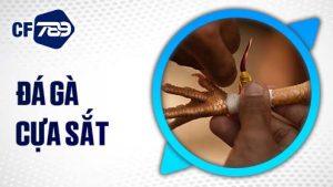 Đá gà cựa sắt tại CF789