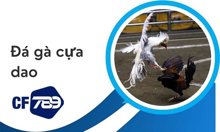 Giới thiệu đá gà cựa dao tại CF789 Giới thiệu đá gà cựa dao tại CF789