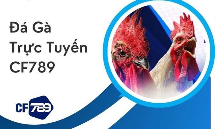 Giới thiệu về Đá Gà Trực Tuyến CF789 Giới thiệu về Đá Gà Trực Tuyến CF789