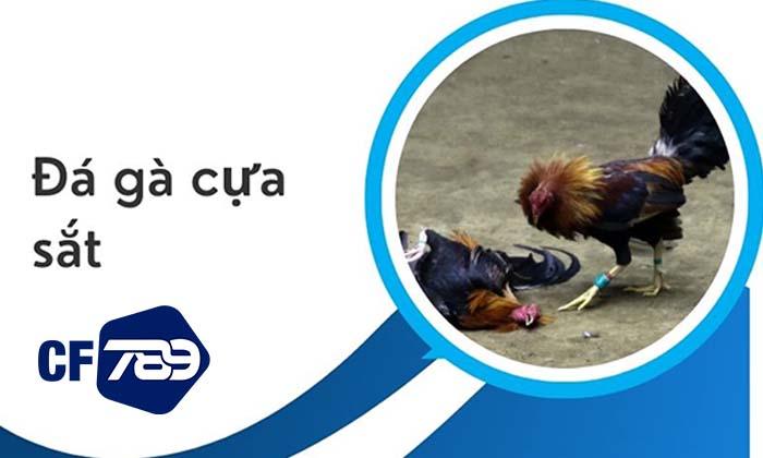 Giới thiệu về đá gà cựa sắt tại CF789 Giới thiệu về đá gà cựa sắt tại CF789